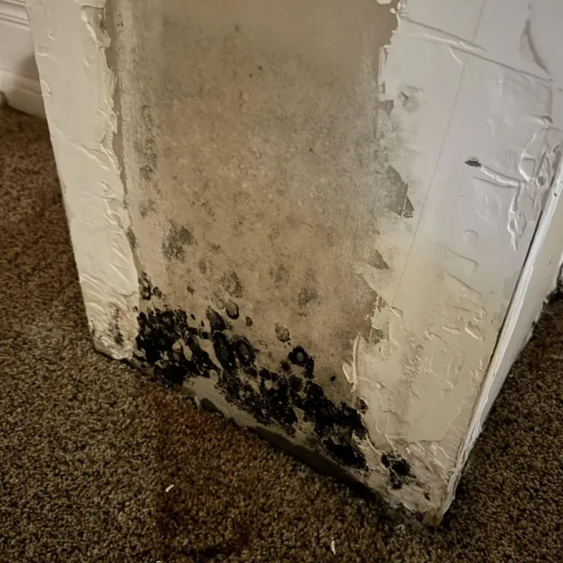 Professional Mold Removal in Edgerton, OH